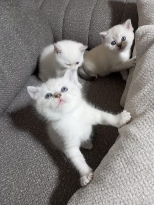 GÜZELLER GÜZELİ YAVRU KEDİLERİMİZ YENİ YUVALARINI ARIYOR