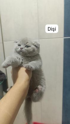 BRİTİSH SHORTHAİR 55 GÜNLÜK
