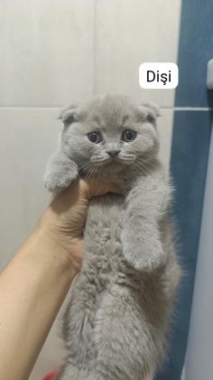 BRİTİSH SHORTHAİR 55 GÜNLÜK