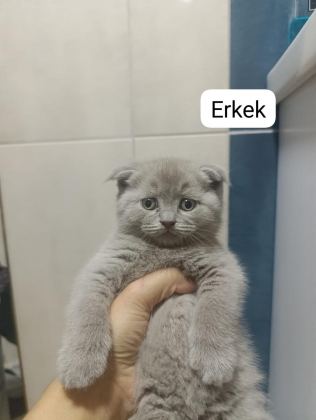 BRİTİSH SHORTHAİR 55 GÜNLÜK