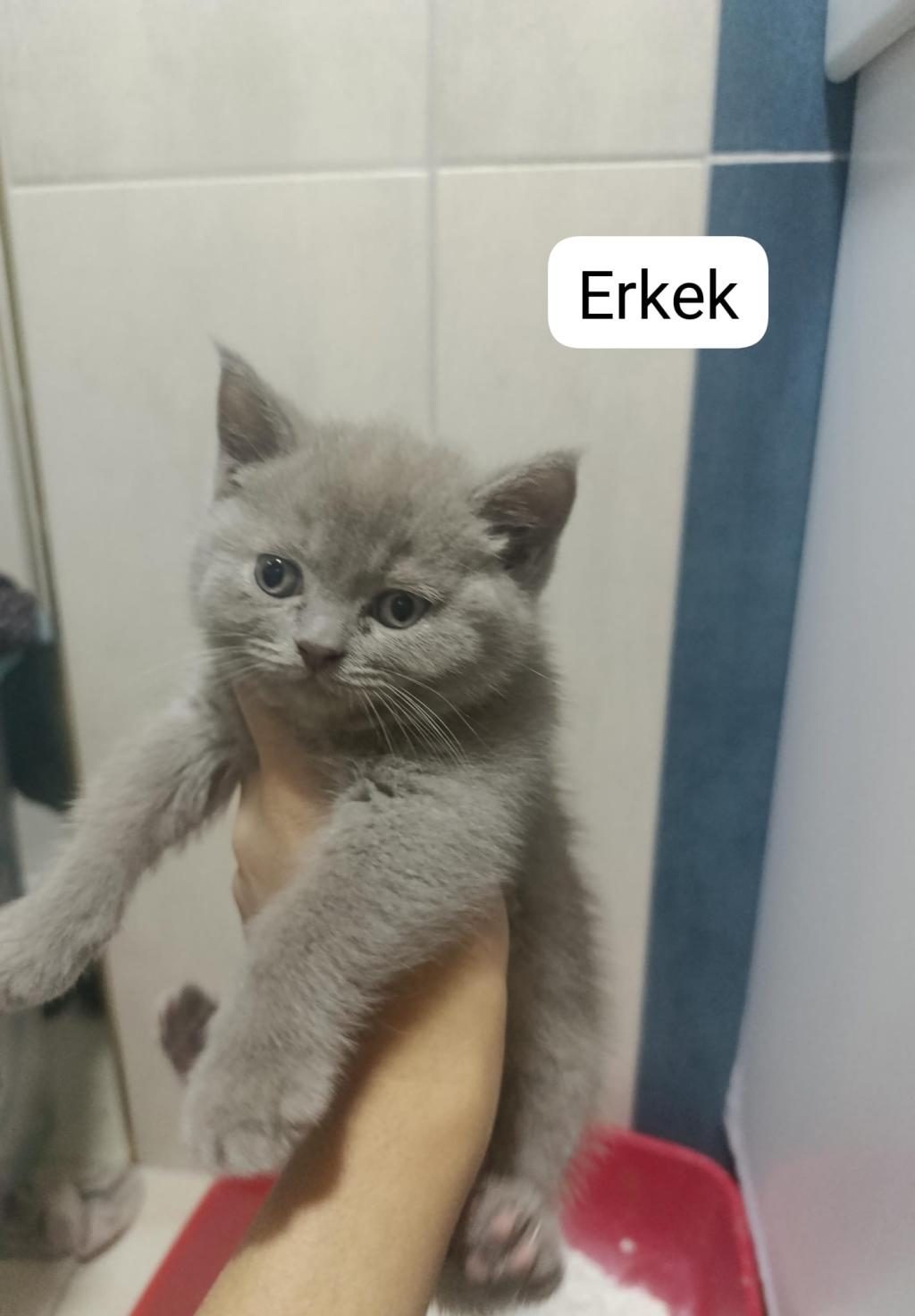 BRİTİSH SHORTHAİR 55 GÜNLÜK