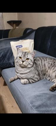 1,5 YAŞINDA ERKEK SİLVER TABBY BRİTİSH SHORTHAİR