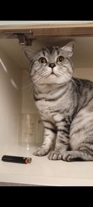 1,5 YAŞINDA ERKEK SİLVER TABBY BRİTİSH SHORTHAİR