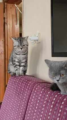 1,5 YAŞINDA ERKEK SİLVER TABBY BRİTİSH SHORTHAİR