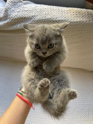 KENDİ KEDİLERİMİZİN YAVRULARIDIR