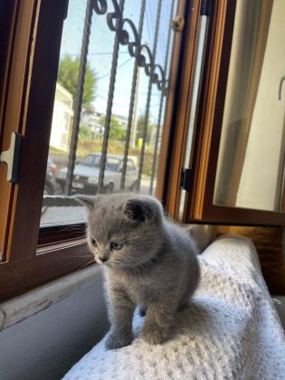 KENDİ KEDİLERİMİZİN YAVRULARIDIR