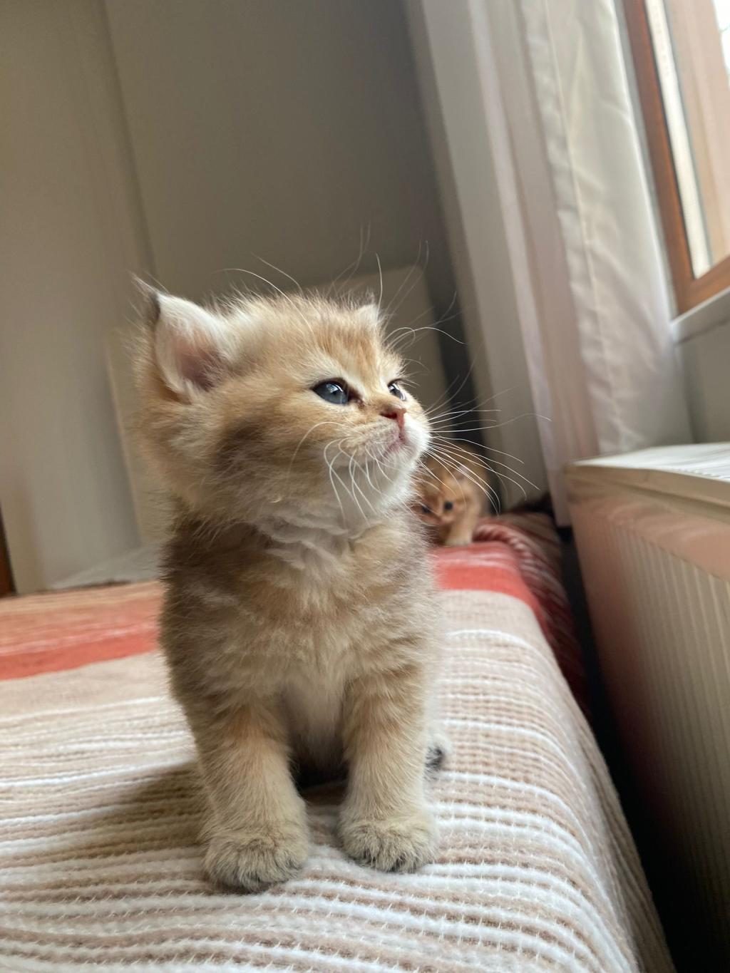 SAFKAN GOLDEN BRİTİSH SHORTHAİR YENİ YUVALARINI ARIYOR