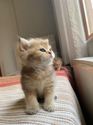 SAFKAN GOLDEN BRİTİSH SHORTHAİR YENİ YUVALARINI ARIYOR