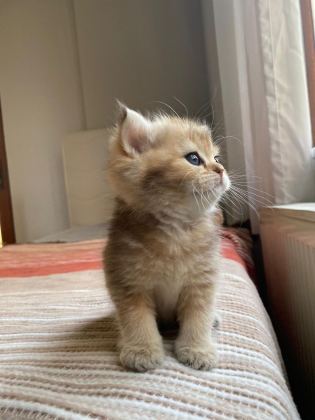 SAFKAN GOLDEN BRİTİSH SHORTHAİR YENİ YUVALARINI ARIYOR