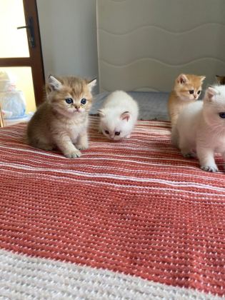 SAFKAN GOLDEN BRİTİSH SHORTHAİR YENİ YUVALARINI ARIYOR