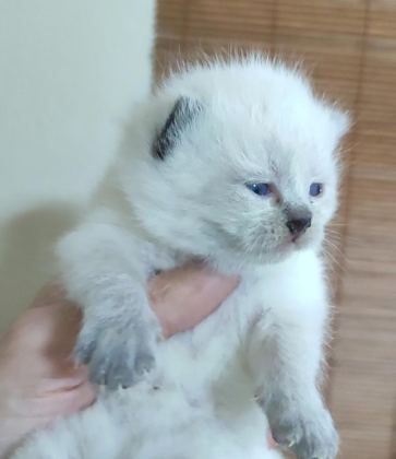 FARKLI CİNS KEDİLERDE VARDIR