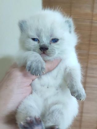 FARKLI CİNS KEDİLERDE VARDIR