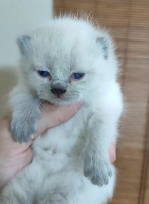 FARKLI CİNS KEDİLERDE VARDIR