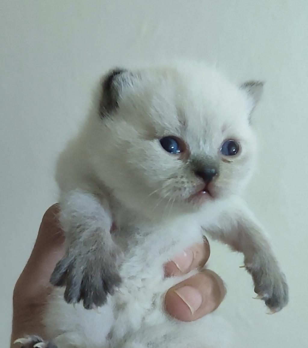 FARKLI CİNS KEDİLERDE VARDIR