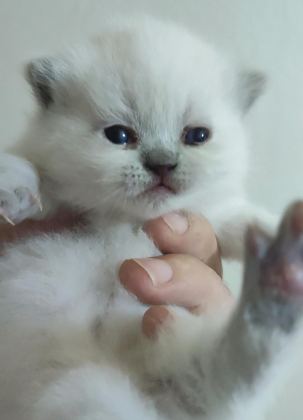 FARKLI CİNS KEDİLERDE VARDIR