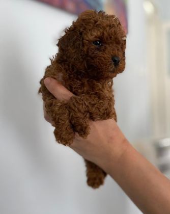 RED BROWN POODLE YAVRULAR ORİJİNAL