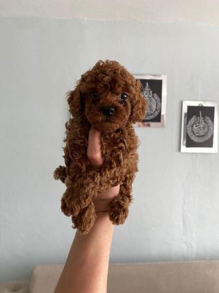 RED BROWN POODLE YAVRULARİM EV ÜRETİMİ