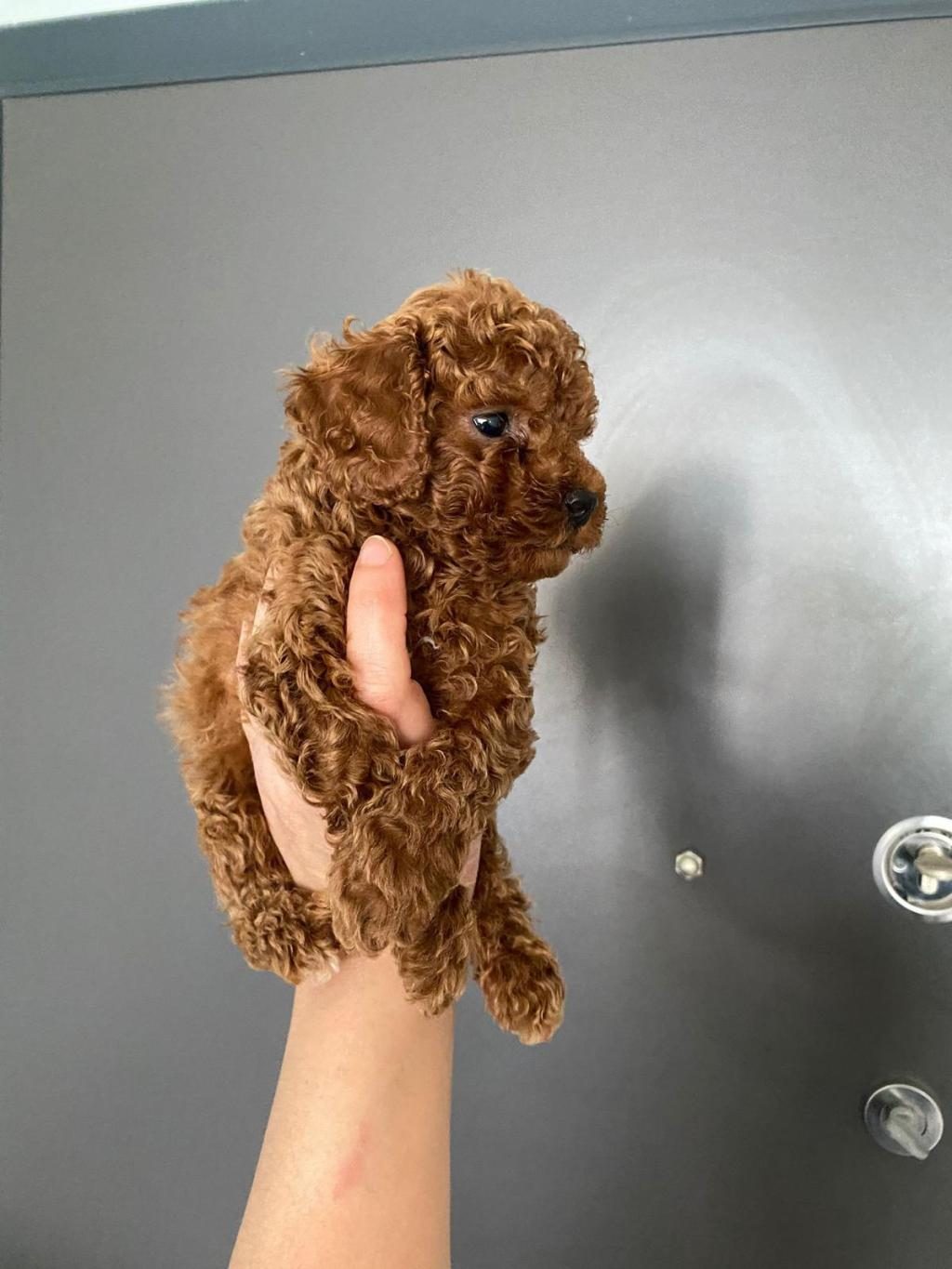 RED BROWN POODLE YAVRULARIM ORİJİNAL