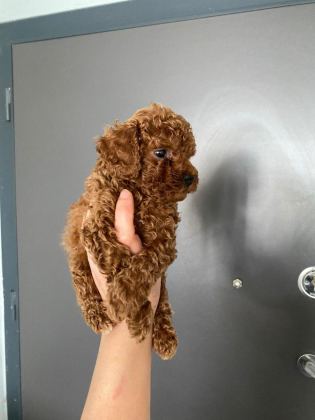 RED BROWN POODLE YAVRULARIM ORİJİNAL