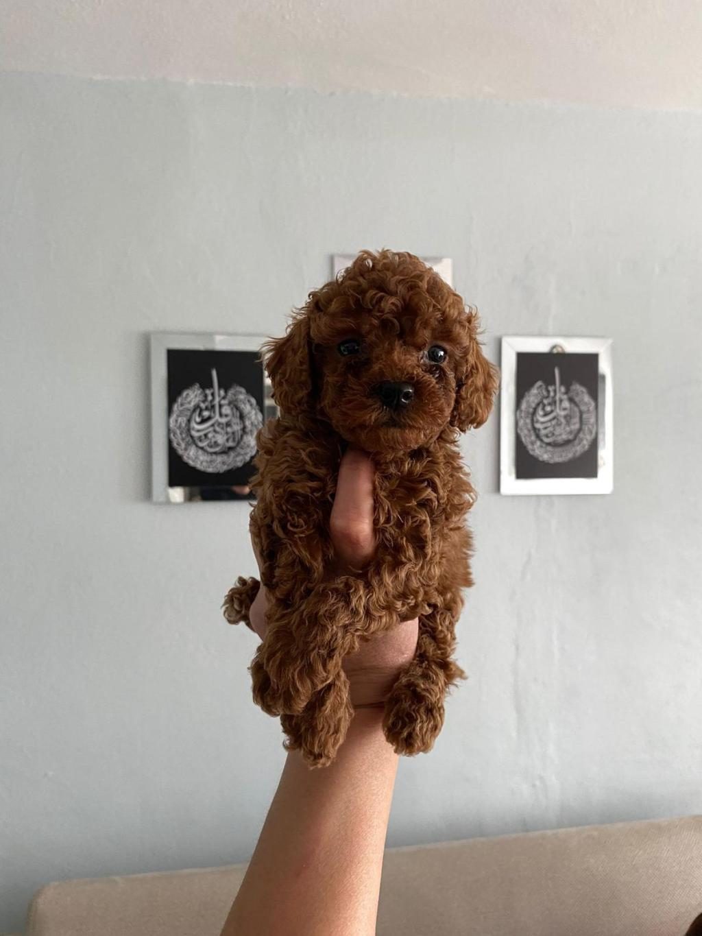 RED BROWN POODLE YAVRULARİM EV ÜRETİMİ