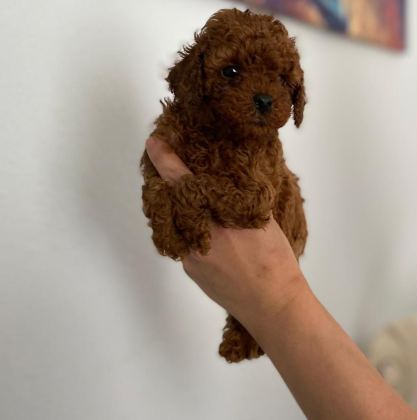 RED BROWN POODLE YAVRULAR ORİJİNAL