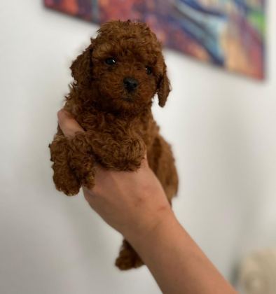 RED BROWN POODLE YAVRULAR ORİJİNAL