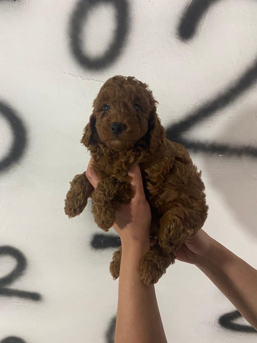 TOY POODLE YAVRULARIM ORİJİNAL