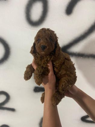 TOY POODLE YAVRULARIM ORİJİNAL