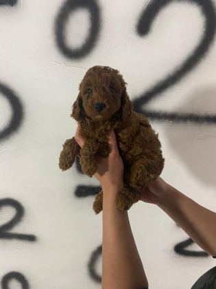 TOY POODLE YAVRULARIM ORİJİNAL