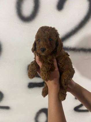 TOY POODLE YAVRULARIM ORİJİNAL