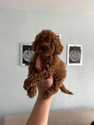 TOY POODLE BEBEKLERİ ORİJİNAL