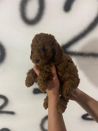 TOY POODLE YAVRULARIM ORİJİNAL