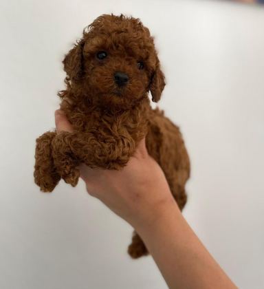 RED BROWN POODLE YAVRULAR ORİJİNAL