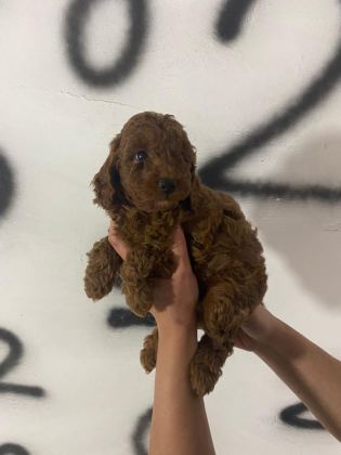TOY POODLE YAVRULARIM ORİJİNAL