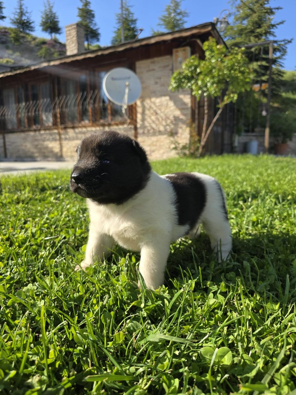 SAFKAN AMERİKAN AKİTA MİNİKLER