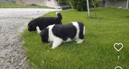 SAFKAN AMERİKAN AKİTA