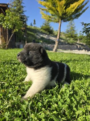 SAFKAN AMERİKAN AKİTA MİNİKLER