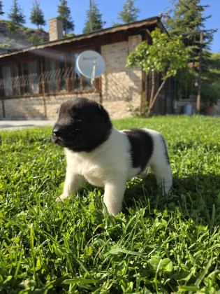 SAFKAN AMERİKAN AKİTA MİNİKLER