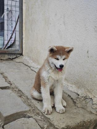 ORİJİNAL SAFKAN JAPON AKİTA İNU