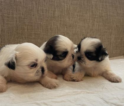 SHİH TZU BEBEKLERİ