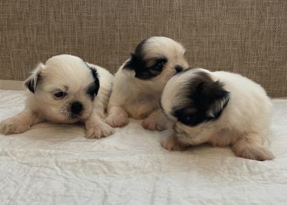 SHİH TZU BEBEKLERİ