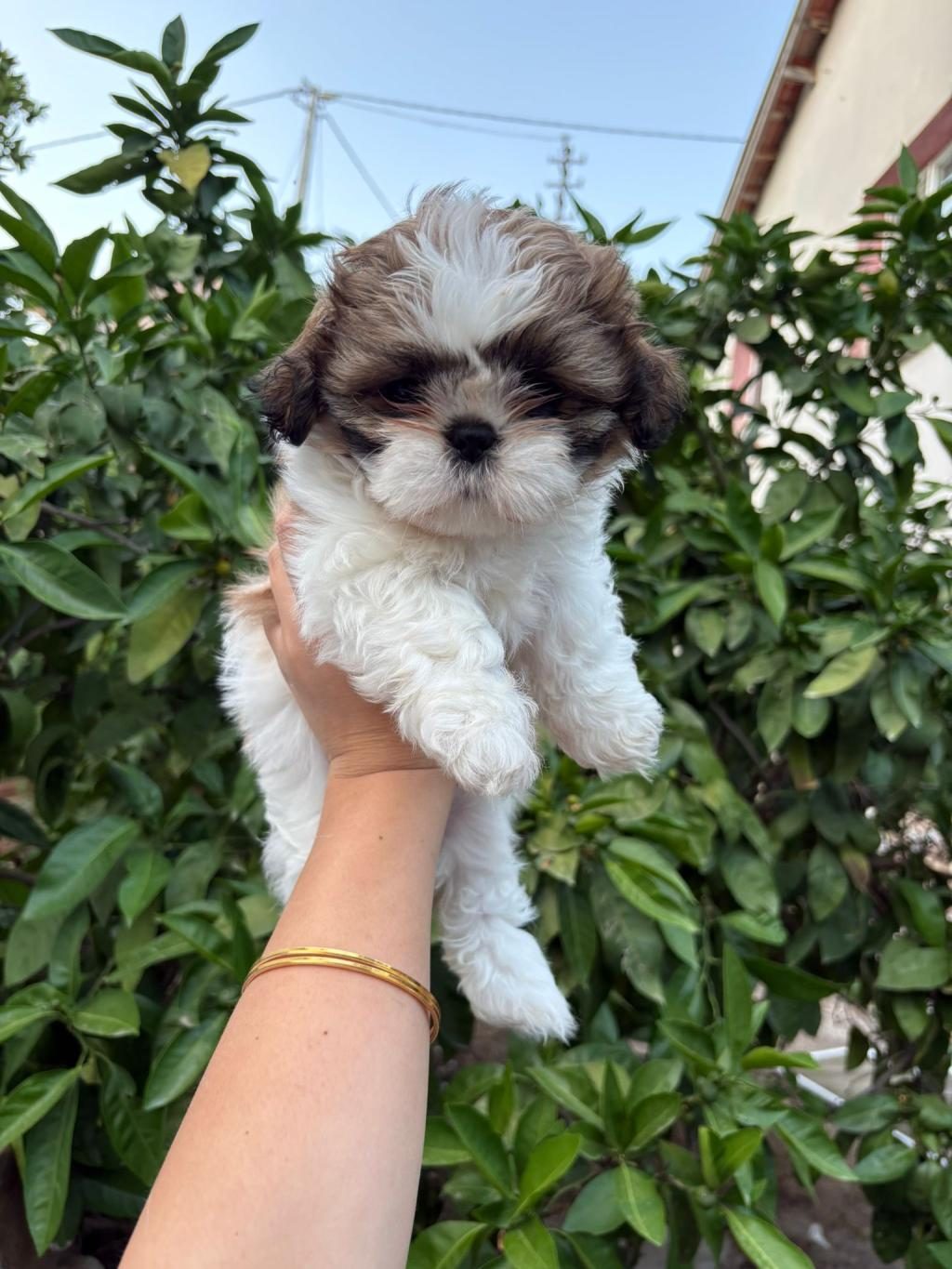 SON 2 ADET SHİH TZU 1 ERKEK 1 DİŞİ