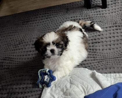 KÖPEĞİMİZ RİO YUVA ARIYOR