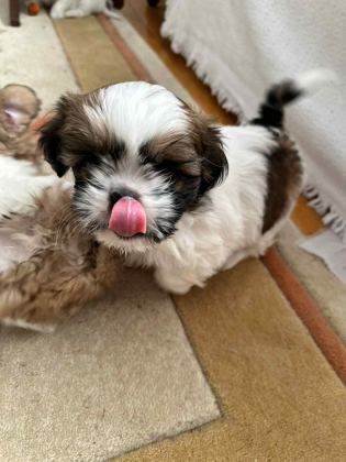 KÖPEĞİMİZ RİO YUVA ARIYOR