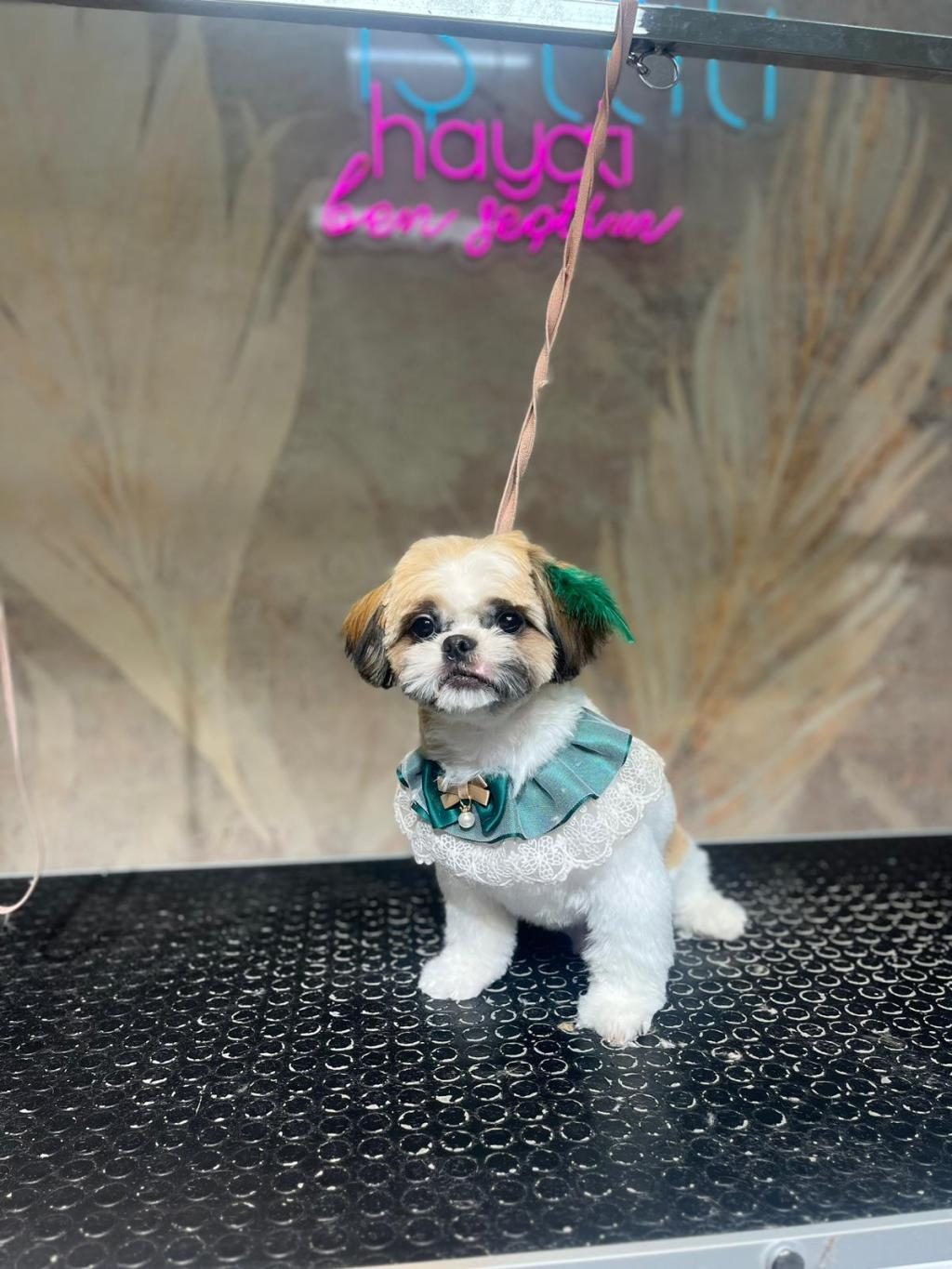 KÖPEĞİMİZ RİO YUVA ARIYOR