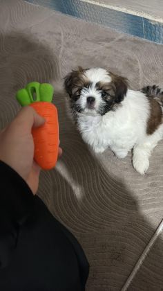 KÖPEĞİMİZ RİO YUVA ARIYOR