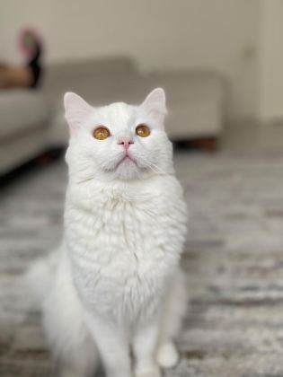 KEDİMİZ PAMUK İÇİN YENİ BİR YUVA
