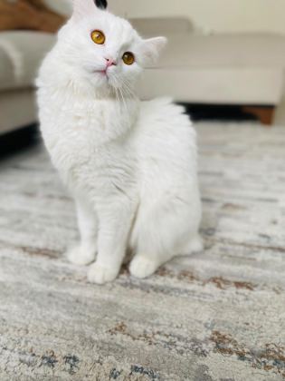 KEDİMİZ PAMUK İÇİN YENİ BİR YUVA
