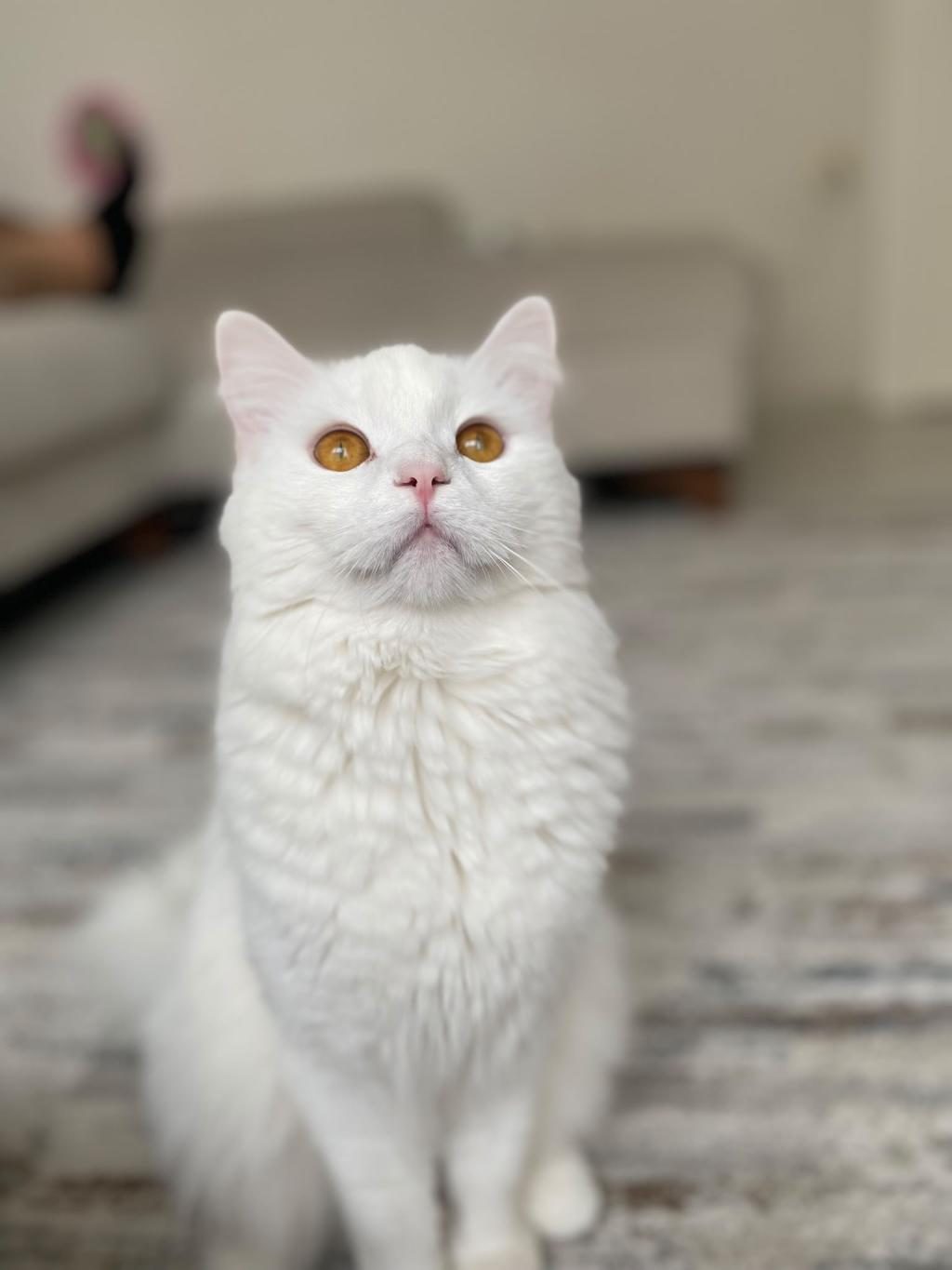 KEDİMİZ PAMUK İÇİN YENİ BİR YUVA
