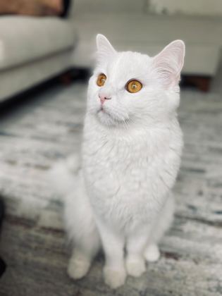 KEDİMİZ PAMUK İÇİN YENİ BİR YUVA